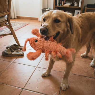 Perro jugando con el Wiggly Lobster, reseña de Javier